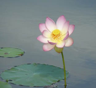 Lotus at Lotus Garden